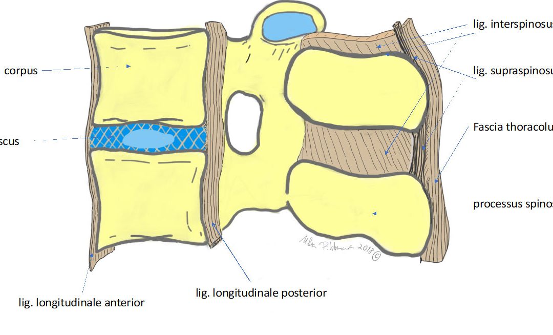 Ajatuksia thoracolumbaalisesta faskiasta